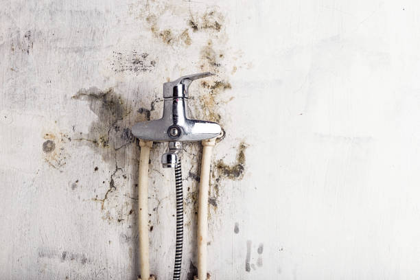 Best DIY Mold Remediation Support Services in Broadview Park, FL