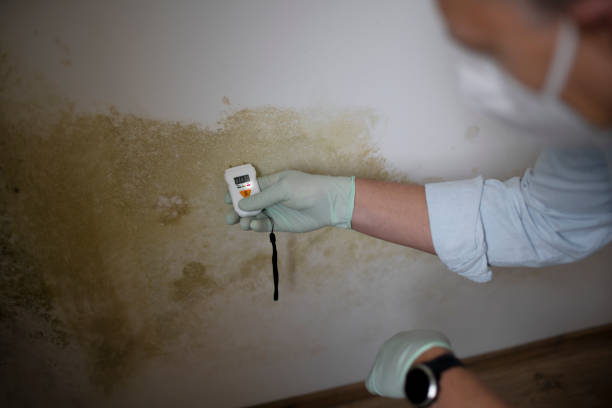 Best Basement Mold Remediation in Broadview Park, FL